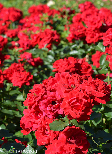 Rosa Floribunda-Ryhm 'Nina Weibull', floribundaruusu